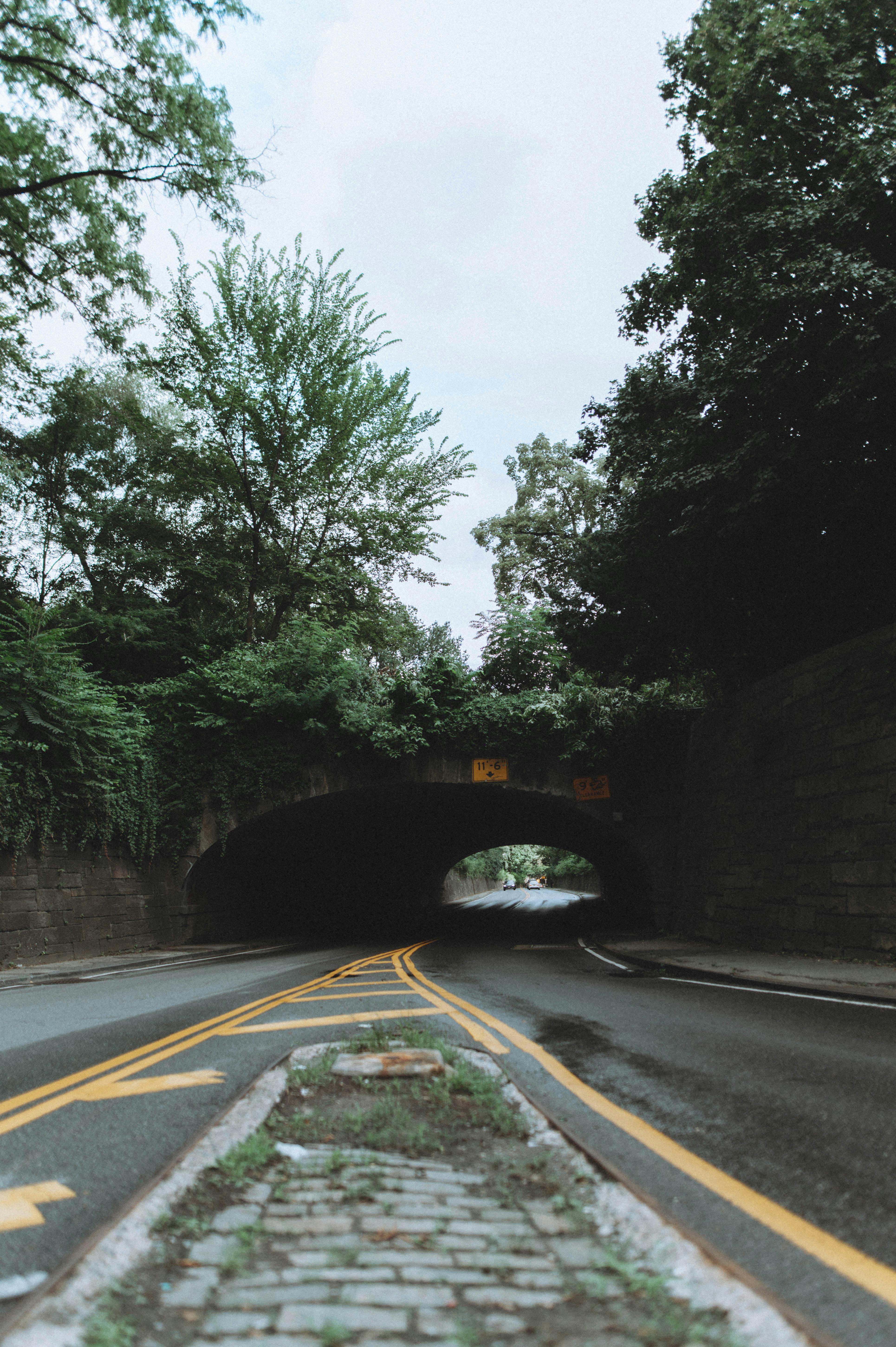 A quiet road leads through a lush, leafy tunnel, framed by nature's embrace.