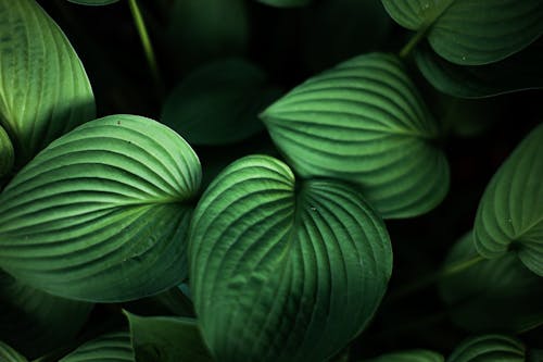 Heart Shaped Leaves in Dark Background 