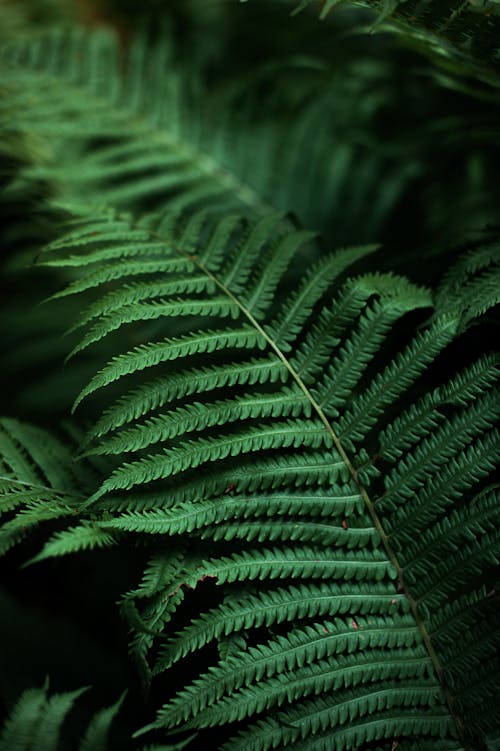 Free Healthy Green Leaves of Fern Plant Stock Photo