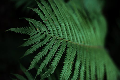 Green Fern Leaves in Close Up Photography