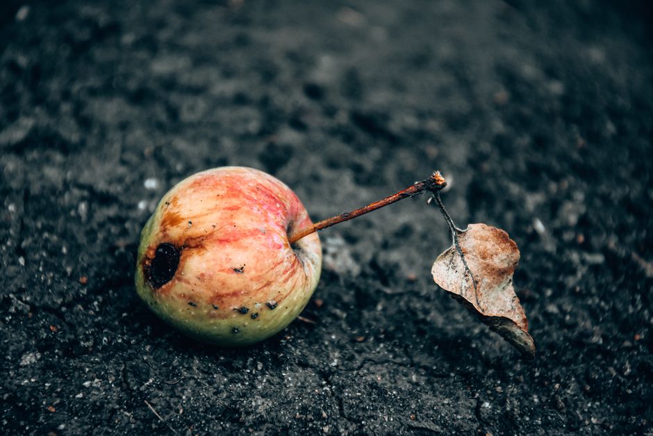 A close-up of a rotten apple with a dried leaf on dark soil, highlighting decay and nature's cycle.