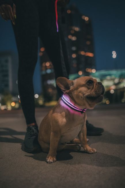 夜光项圈
