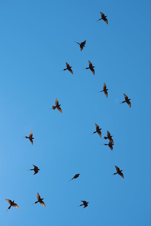 Безкоштовне стокове фото на тему «birds_flying, блакитне небо, вертикальні постріл» стокове фото