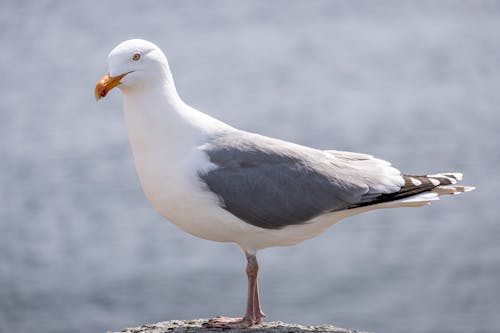 Free Close-up Photo of a Seagull Stock Photo
