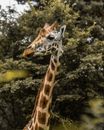 Brown Spots on Giraffe