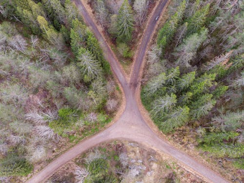 Bird's Eye View of Green Trees Near A Country Road