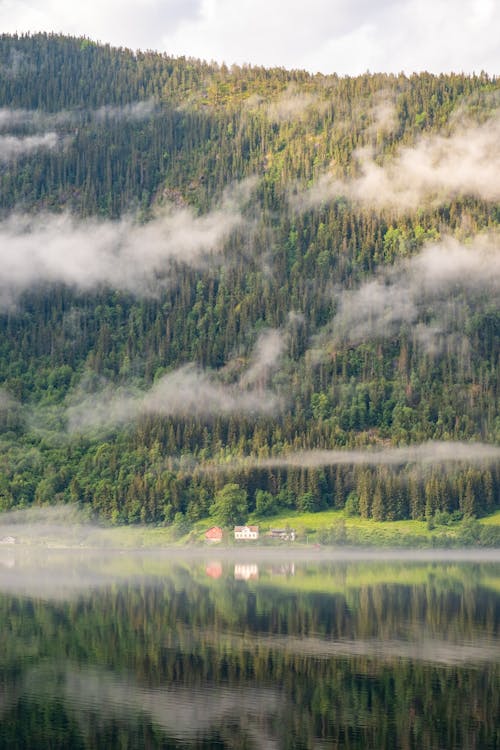 Free Tall Green Trees Near Lake Stock Photo