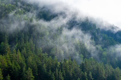 Imagine de stoc gratuită din arbori, arbori veșnic verzi, ceață