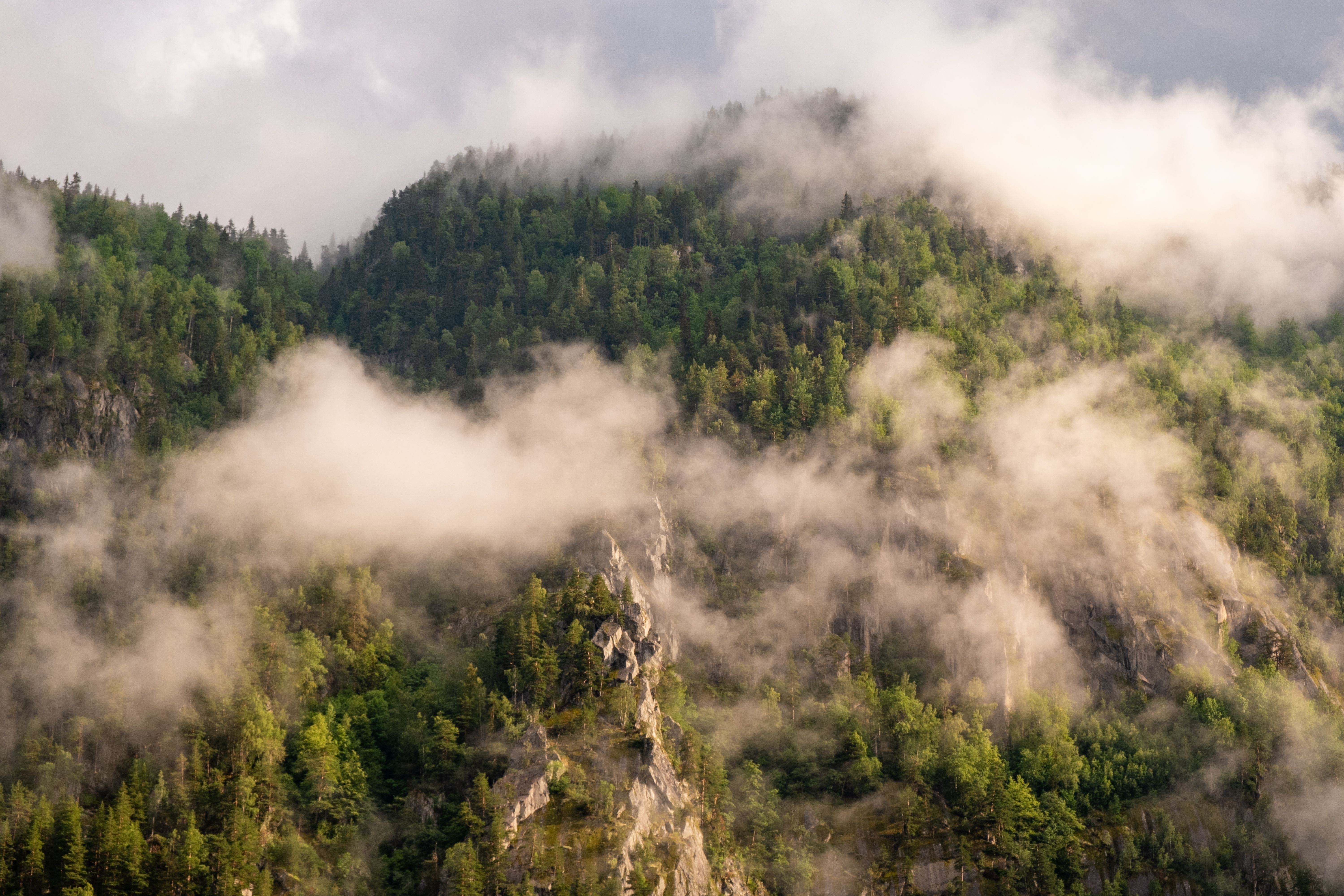 Nebel über einem Waldhang