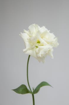 Close-up of a delicate white flower, showcasing simplicity and elegance against a soft backdrop.