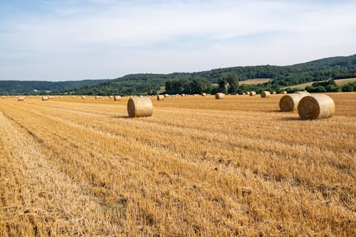 grátis Foto profissional grátis de agricultura, ao ar livre, campo de trigo Foto profissional