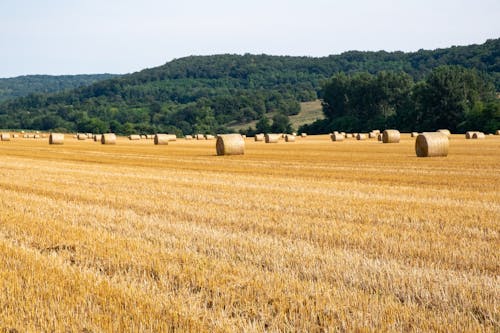 Bales of Hay on a Farmland