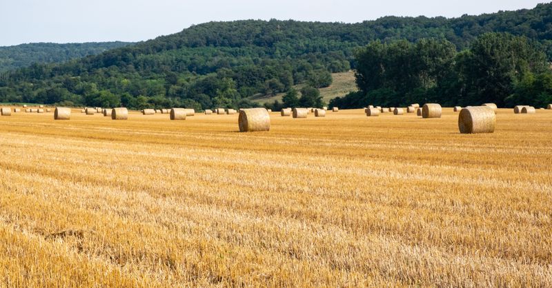 Construction paille en France : où en est vraiment la filière aujourd’hui ?