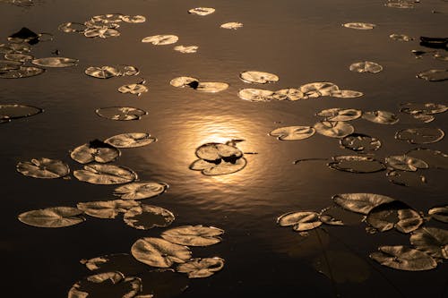 Fotos de stock gratuitas de cuerpo de agua, flotante, puesta de sol