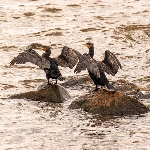 Photos gratuites de ailes, aviaire, becs