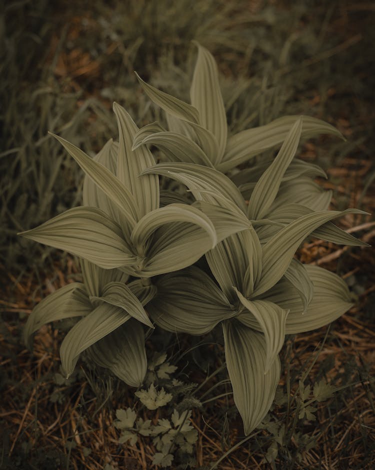 Corn Lily Plant In Close Up Photography