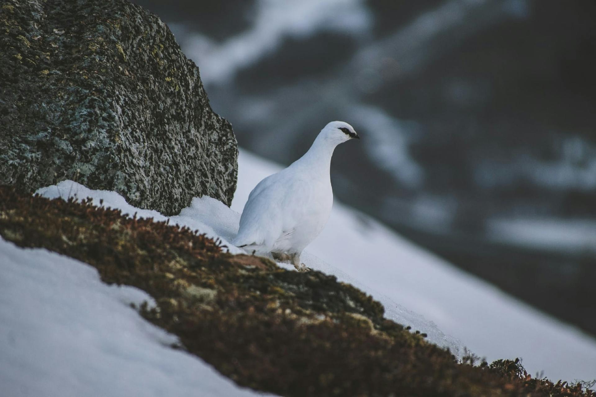 Rock Ptarmigan perched on snowy cliff in winter setting.