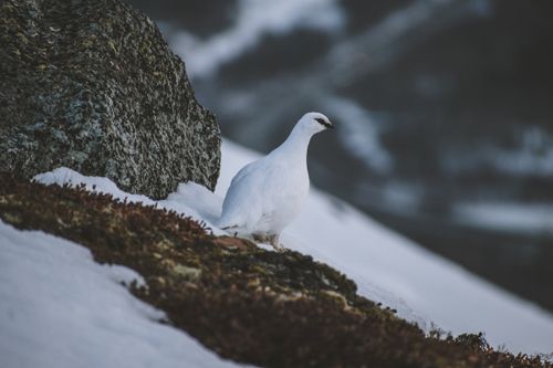 Free Rock Ptarmigan perched on snowy cliff in winter setting. Stock Photo