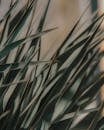 Green Plant in Close Up Photography