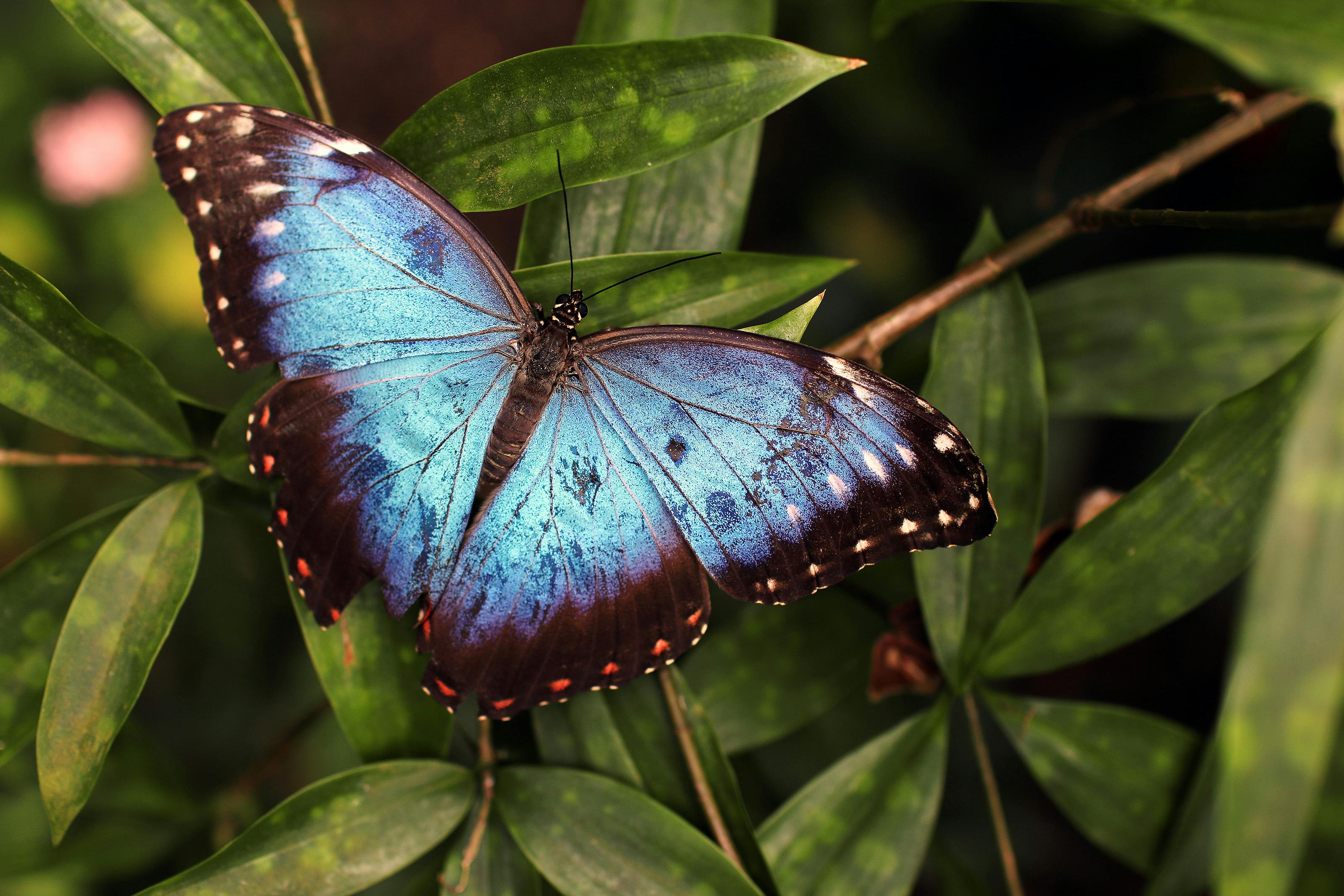 47,364 Butterfly Species Royalty-Free Images, Stock Photos & Pictures
