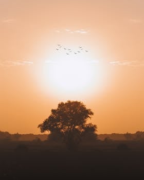 Silhouette of a lone tree with flying birds during sunrise, creating a tranquil nature scene.