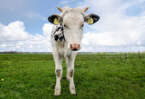 Gratis stockfoto met beest, boerderij, dierenfotografie