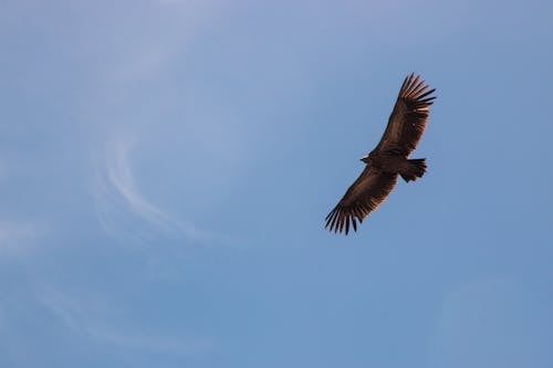 De franc Foto d'estoc gratuïta de àguila, ales, animal Foto d'estoc