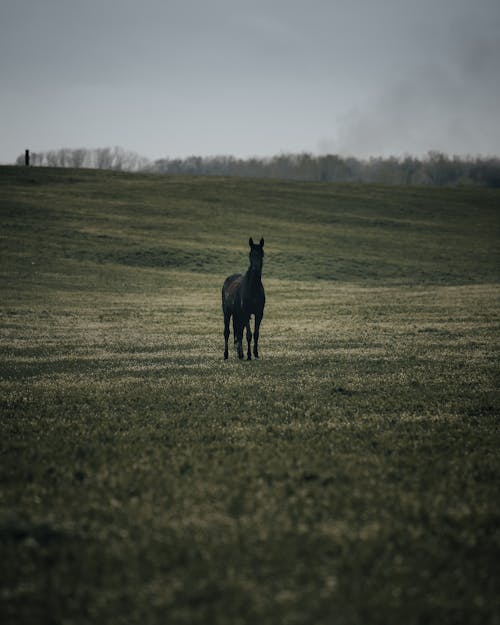 Free Black Horse on Green Pasture Stock Photo