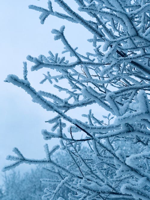 Snow Covered Branches of Tree 