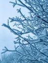 Snow Covered Branches of Tree