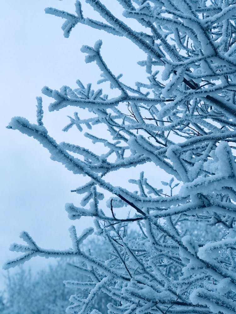 Snow Covered Branches Of Tree 