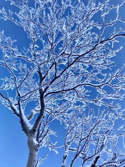 Free Bare trees with frost-covered branches stretch against a clear blue sky in winter. Stock Photo