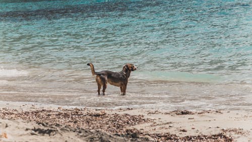 Dog Standing on Seashore