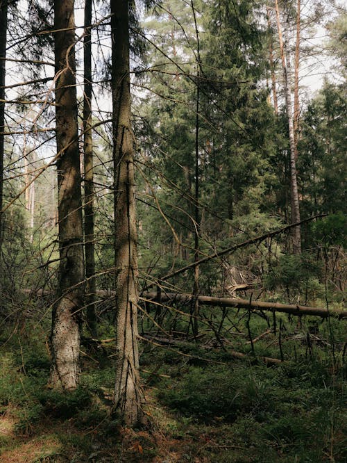 Fotobanka s bezplatnými fotkami na tému exteriéry, ihličnatých stromov, lesy