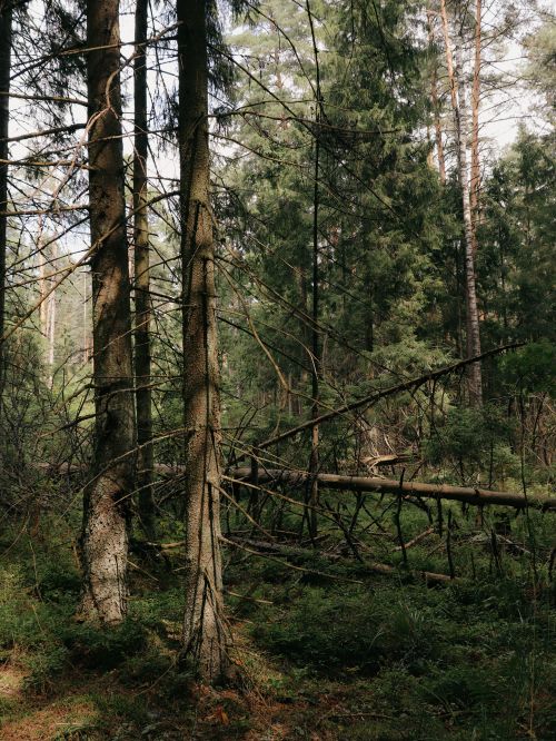 Free Serene view of a dense forest filled with coniferous trees under soft daylight. Stock Photo
