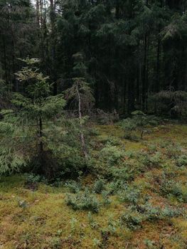 Serene forest scene featuring dense evergreen trees and lush green foliage.