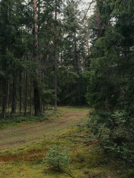 A tranquil forest pathway surrounded by lush greenery, ideal for nature walks.