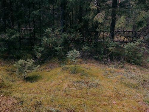 Безкоштовне стокове фото на тему «відкритий простір, вічнозелений, дерева»