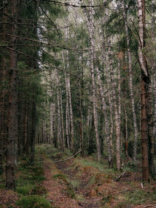 Free Serene woodland trail surrounded by lush green pines and birch trees in a peaceful natural setting. Stock Photo
