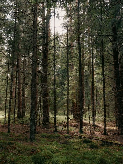 Free Quiet forest with tall trees and lush green undergrowth. Stock Photo