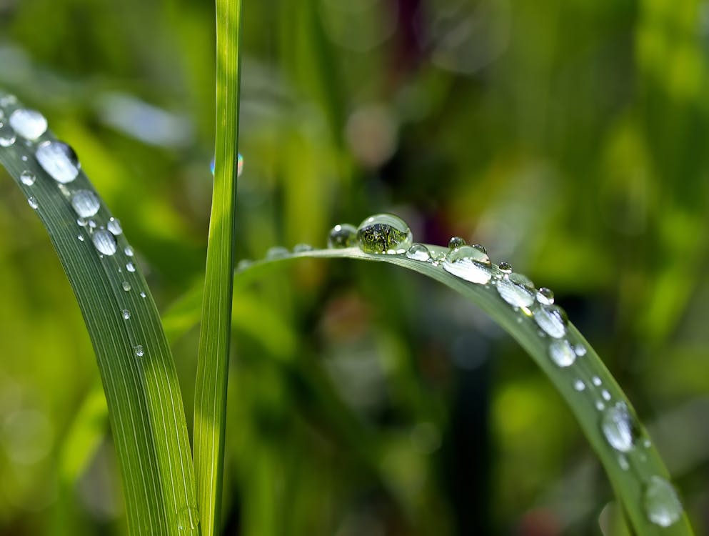 무료 물을 된 녹색 잎 식물의 매크로 사진 스톡 사진