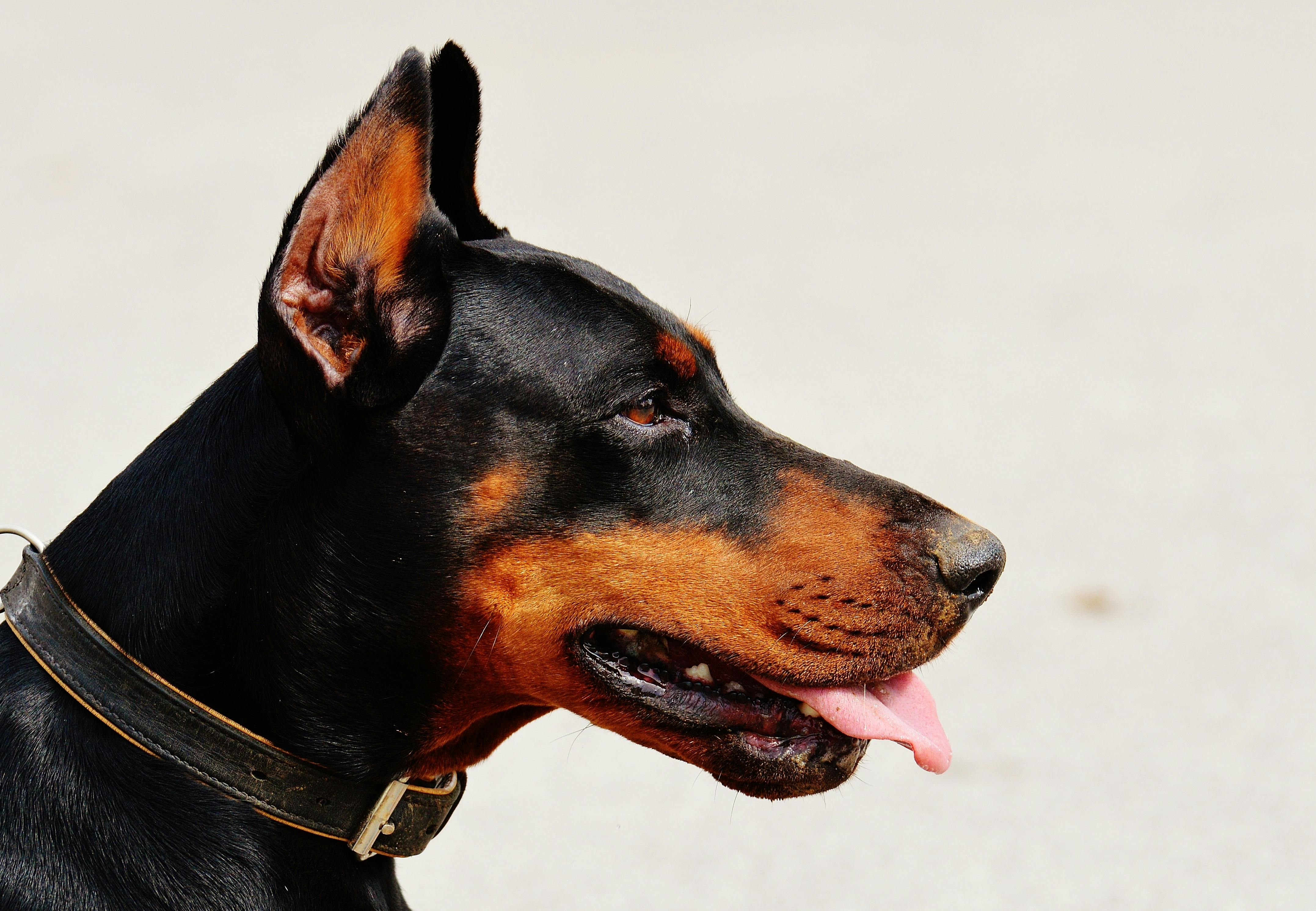 Foto Stok Gratis Tentang Anjing Anjing Doberman Berbayang