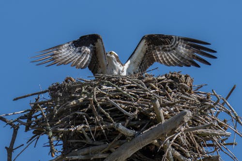 Kostnadsfri bild av bo, djurfotografi, fågel