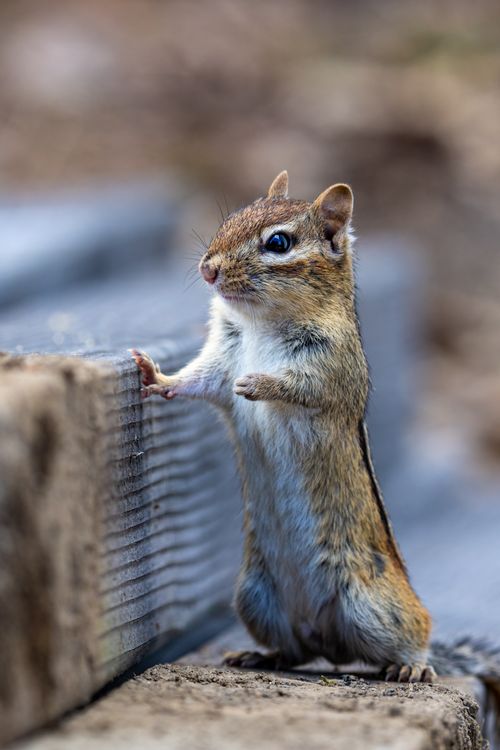 Free A curious chipmunk stands upright on wood, showcasing its furry details with a blurred background. Stock Photo