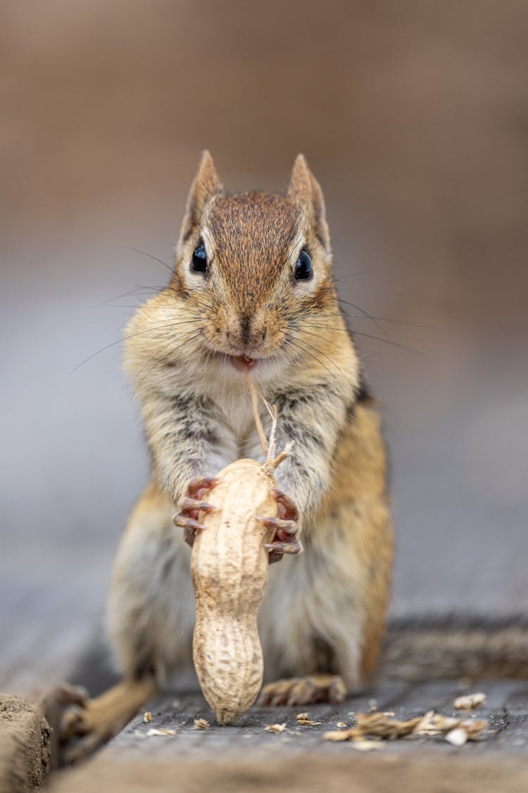 A Chipmunk Holding A Nut