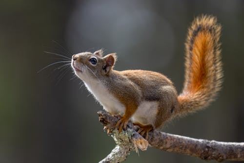 Free Squirrel on Tree Branch Stock Photo