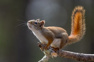 Squirrel on Tree Branch
