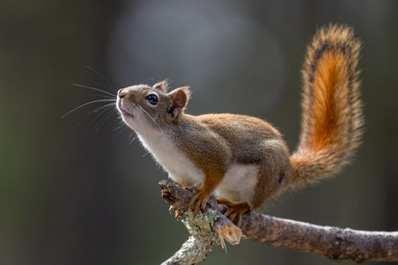 Squirrel on Tree Branch