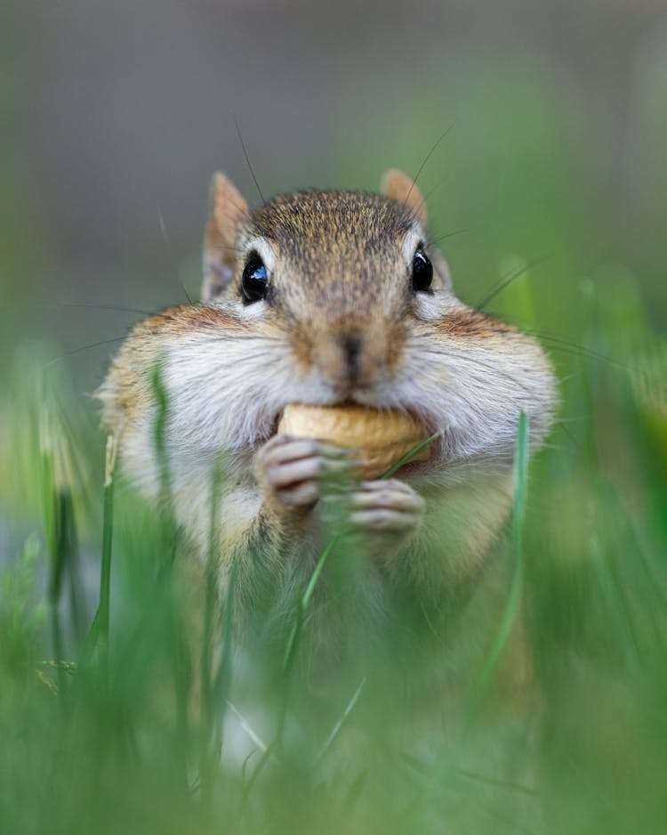 A Chipmunk Eating Nut