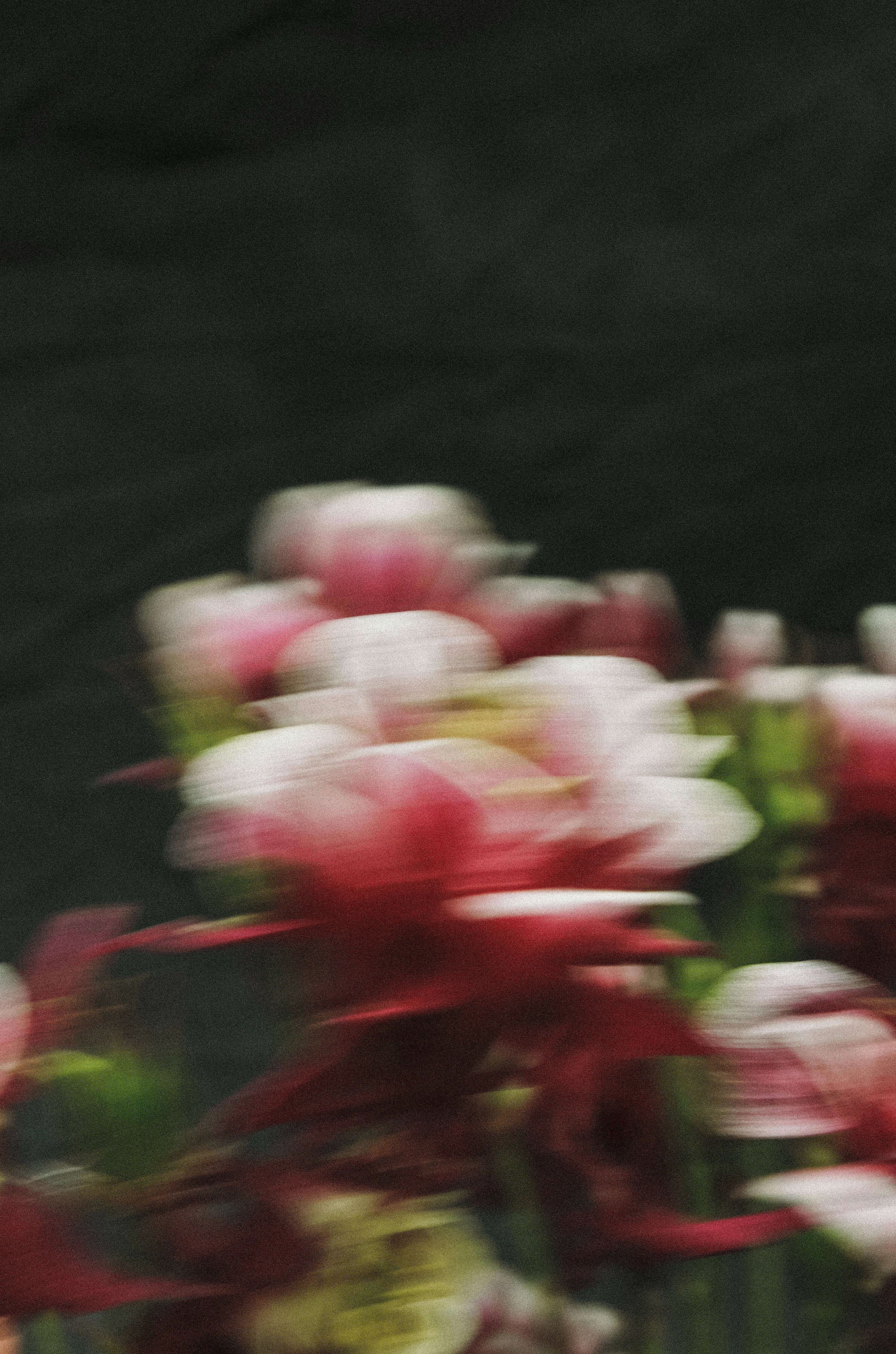 Blurred red and white flowers in motion, creating an abstract effect.